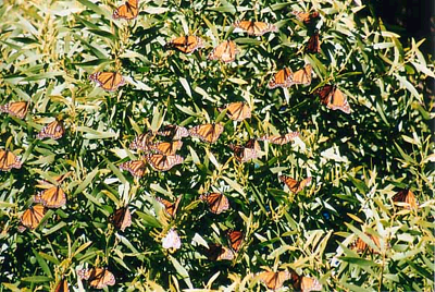 Picture of the alot of Butterfly
