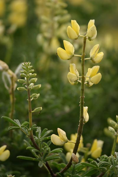 Picture of a view of a Wild Yellow Flower